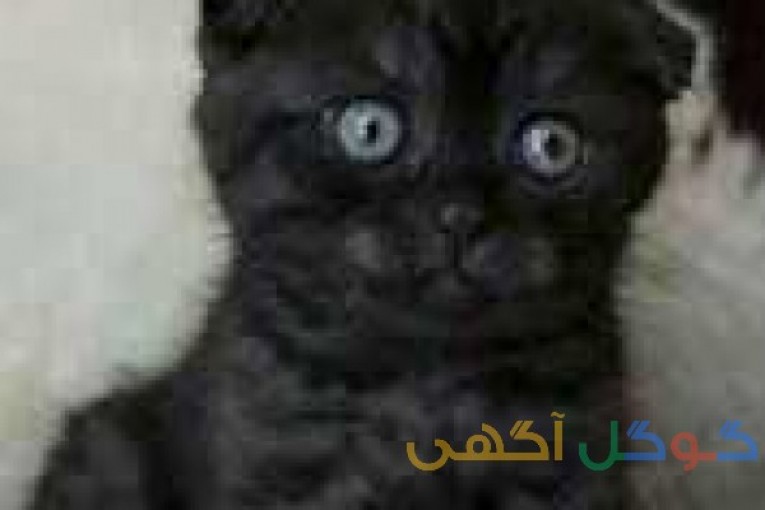 فروش بچه گربه اسکاتیش