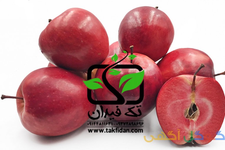 نهالستان تک فیدان مرکز تخصصی تولید نهال میوه در میاندواب