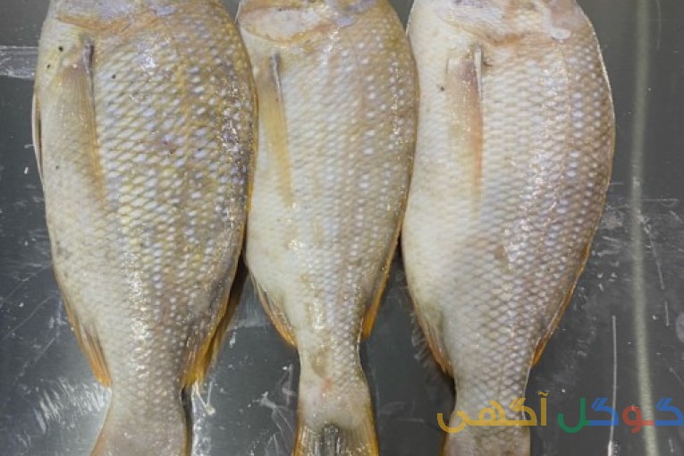 فروش ماهی ومیگو