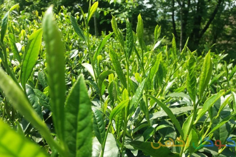 فروش چای خشک