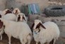 گوسفند زنده دامداران شبانه روزی 