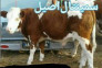 فروش انواع دام