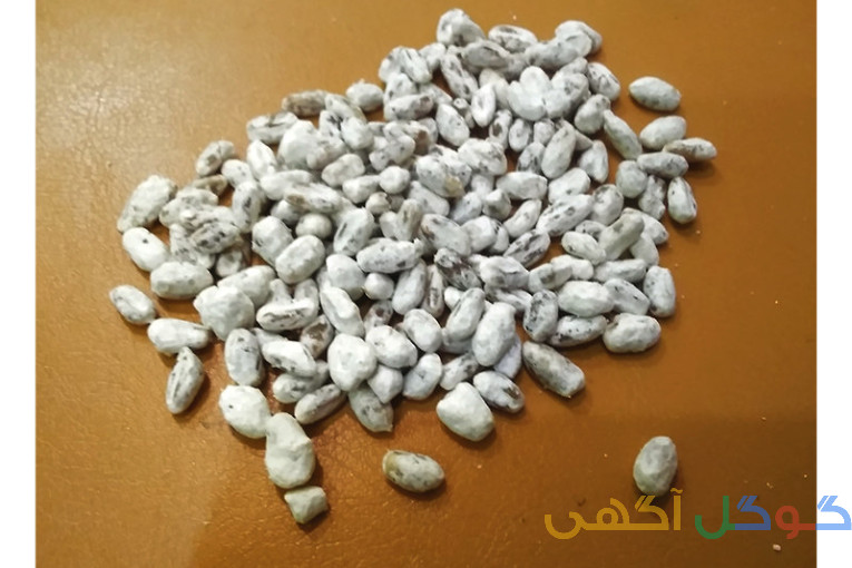 بذر قارچ صدفی