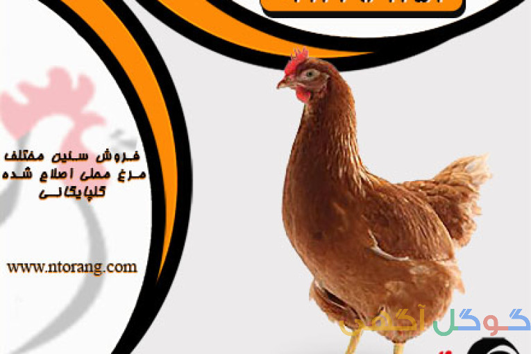 فروش مرغ تخم گذار گلپایگانی، مرغ تخم گذار رنگی - طیور