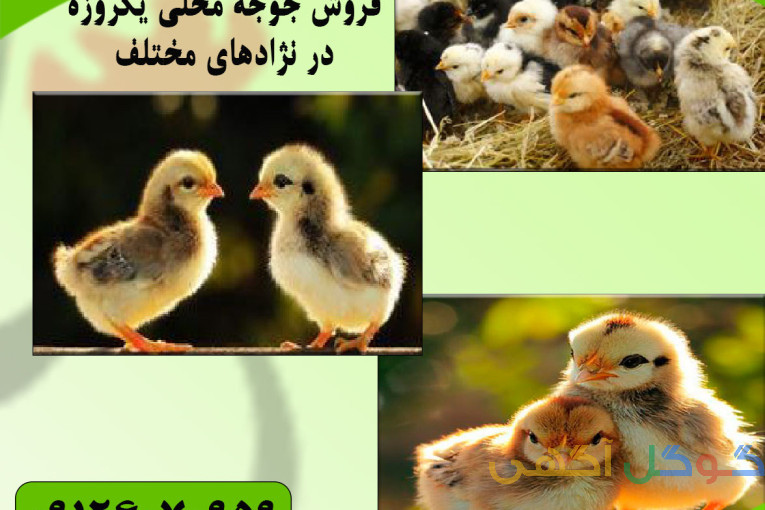 قیمت جوجه محلی عالی کیفیت بالا-طیور - طیور