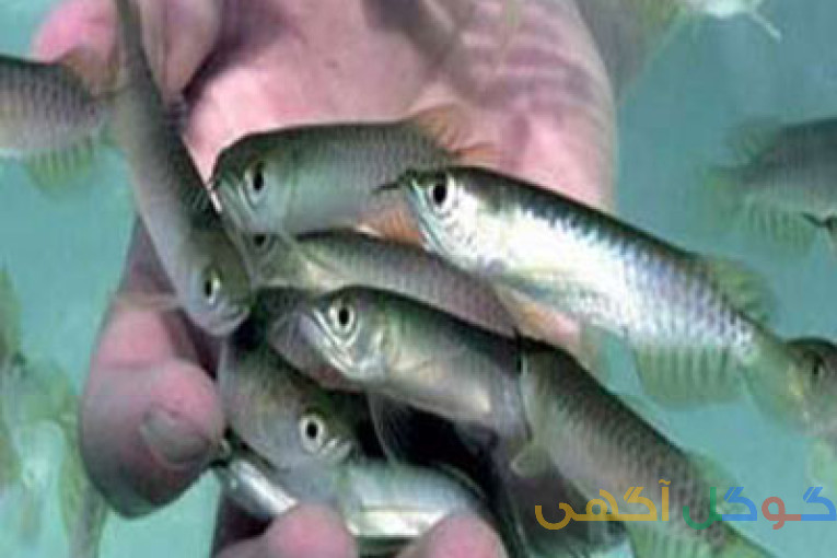 فروش بچه ماهی کپور 