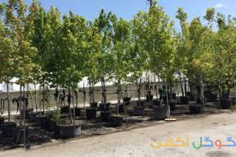 فروش ویژه نهال . تکی به قیمت کلی