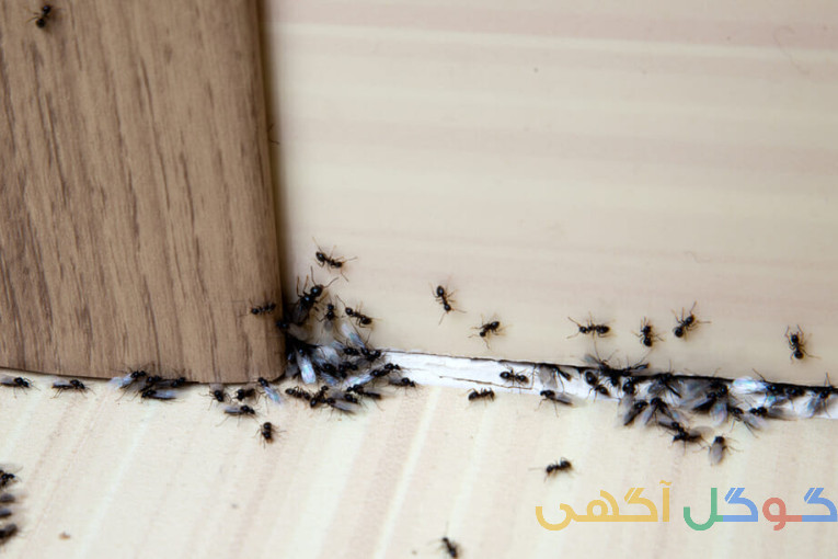 سمپاشی مورچه