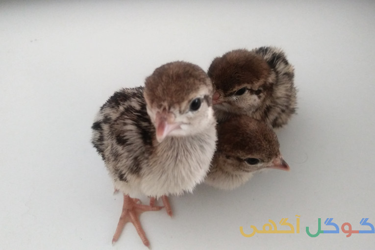 فروش جوجه کبک یک تا 10 روزه