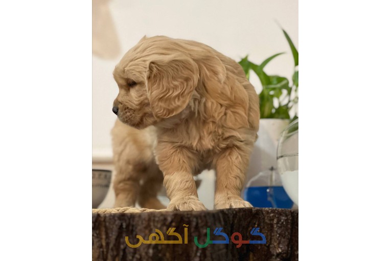 فروش توله سگ گلدن رتریور طلایی برترین خط خونی 