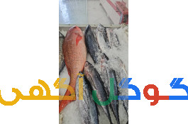 شرکت خدمات پخش ماهی و آبزیان مسعود