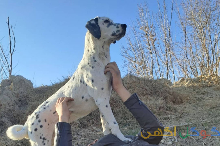 فروش سگ با نژاد دالمیشن
