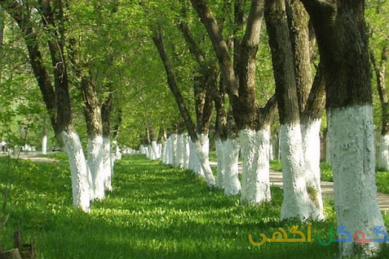 فروش رنگ محافظ تنه درخت بصورت عمده ،خرده