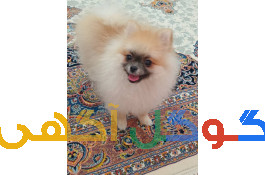 پامرانین فول خرسی