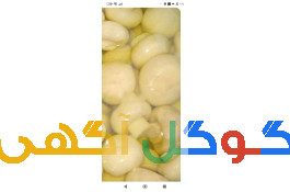 تولیدی بلنچ و قارچ 