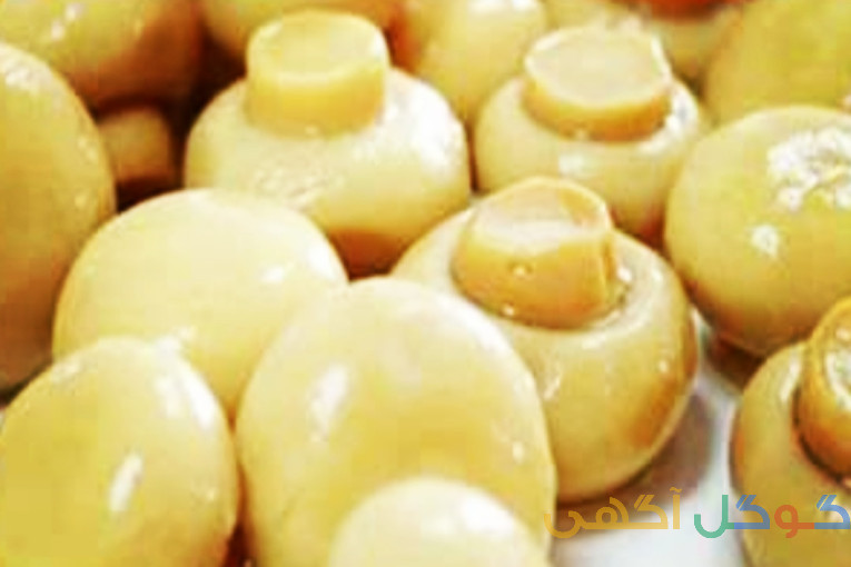تولیدی بلنچ و قارچ 