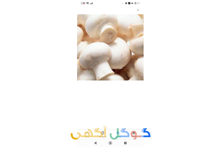 تولیدی بلنچ و قارچ 