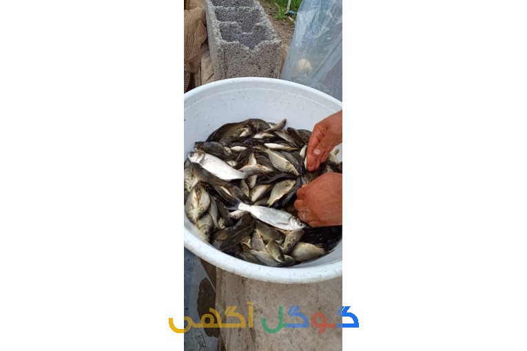 فروش بچه ماهی کپور