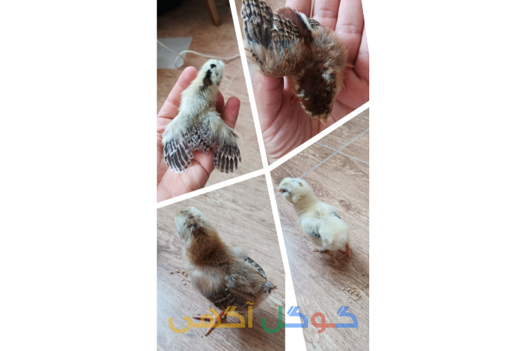 جوجه ۸ روزه گلین و مرندی