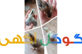 جوجه ۸ روزه گلین و مرندی