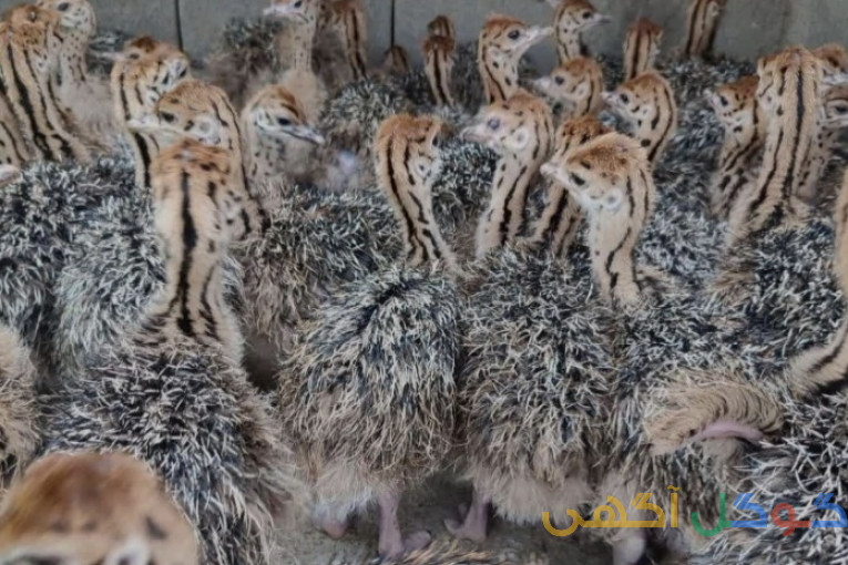 شترمرغ وطاووس