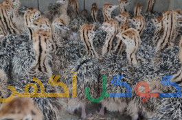 شترمرغ وطاووس