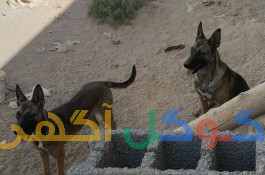 سگ مالینیوز 
