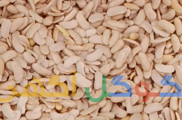 تولید و پخش باقلا قاتوق 