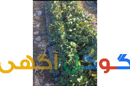 کشاورزی  تولید نشا توت فرنگی
