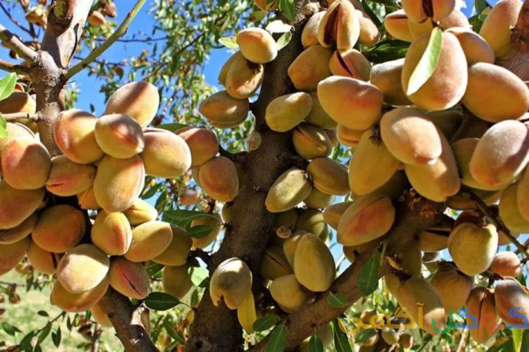 نهالستان رویال رونق