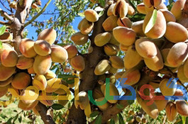 نهالستان رویال رونق