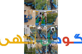 فروش نهال  پایه رویشی لیبل آبی 