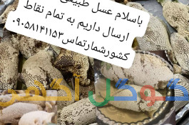عسل طبیعی کنار وکوهستان