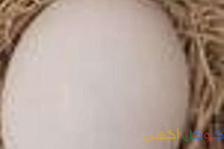 فروش تخم لاری (دورگه) واسرائیل به شرط جوجه