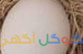 فروش تخم لاری (دورگه) واسرائیل به شرط جوجه