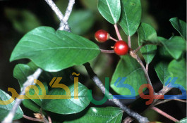 بهترین داروی گیاهی لاغری