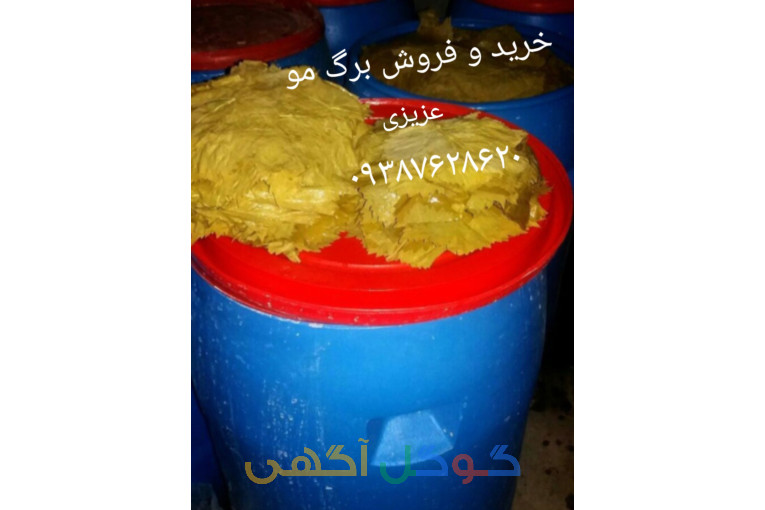 فروش برگ مو عزیزی