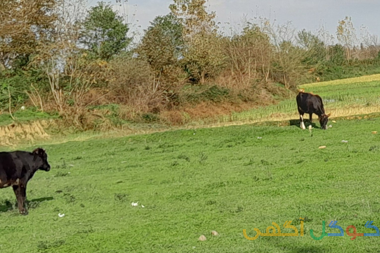 زمین مسکونی و خانه کلنگی