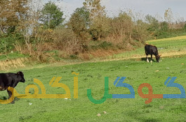 زمین مسکونی و خانه کلنگی