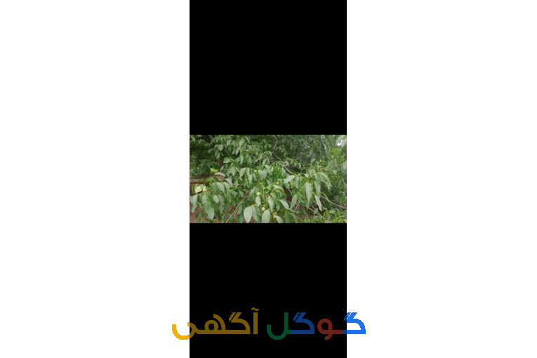 باغ گردو انگور 