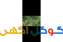 باغ گردو انگور 