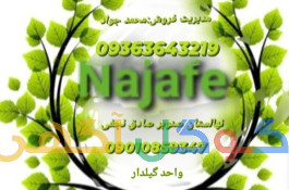 نهال صنوبر اصلاح شده سریع رشد وزودبازده