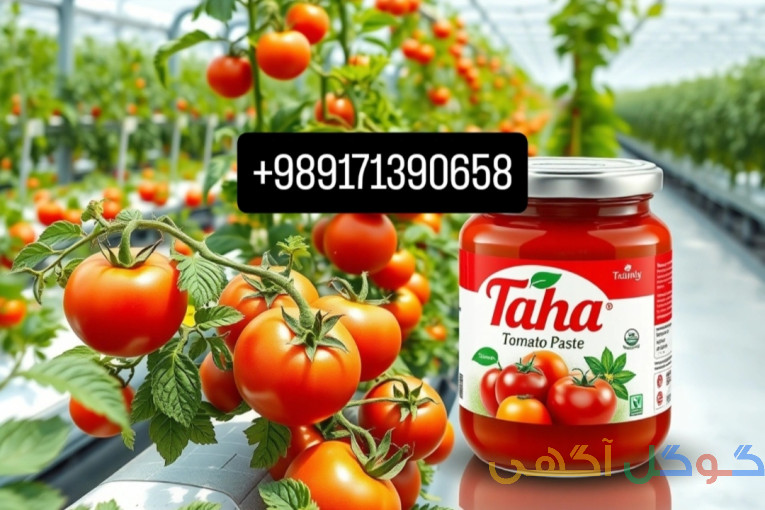 فروش رب گوجه فرنگی بابرند طاهارب تناژ بالا 