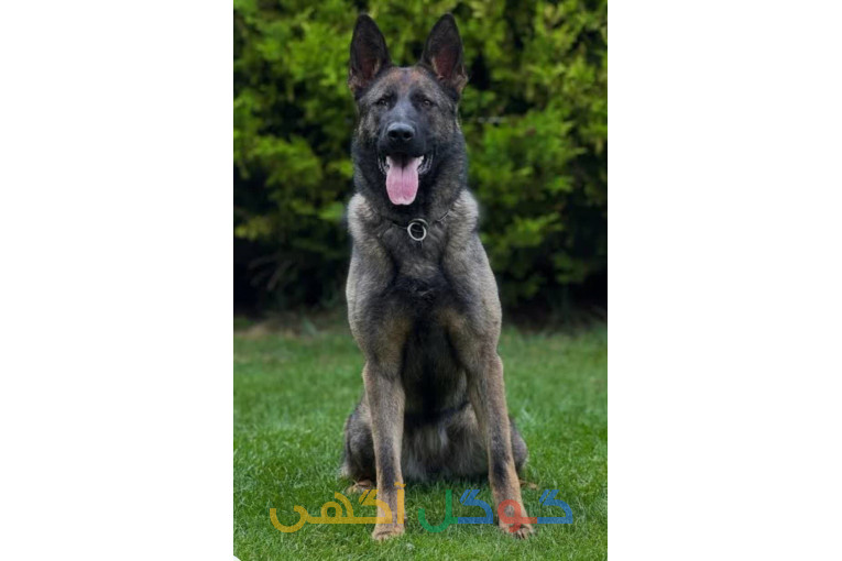 3 قلاده ژرمن سیبل0ورکلاین سیبل)وارداتی