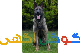 3 قلاده ژرمن سیبل0ورکلاین سیبل)وارداتی