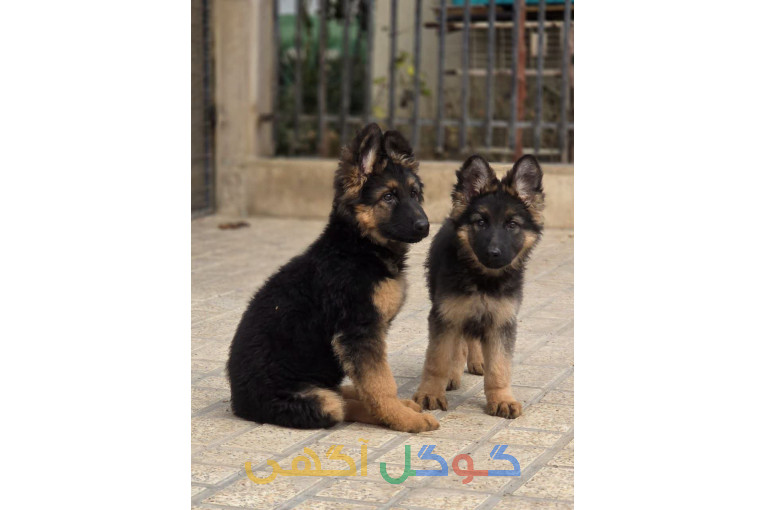 انواع سگ های نژاددار و اصیل در باشگاه سگ های نگهبان