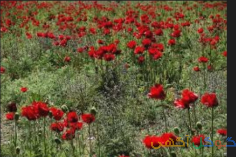 فروش خانه و مغازه تجاری