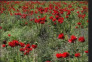 فروش خانه و مغازه تجاری