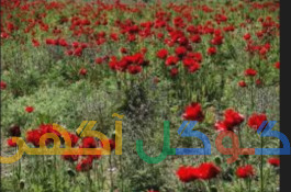 فروش خانه و مغازه تجاری
