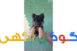 سگ ژرمن اصیل و باهوش 
